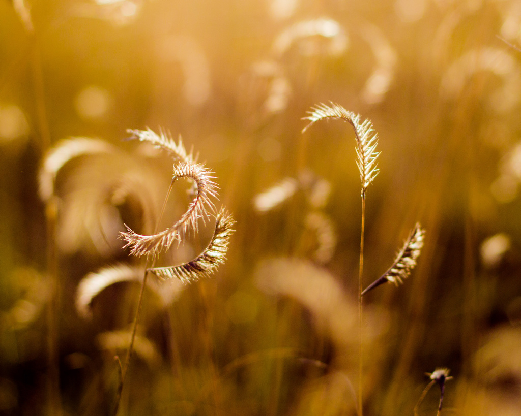 Golden grass by aecasey