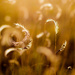 Golden grass by aecasey