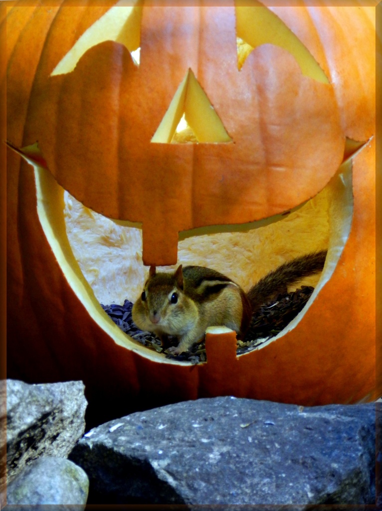 This Pumpkin Is Occupied by paintdipper