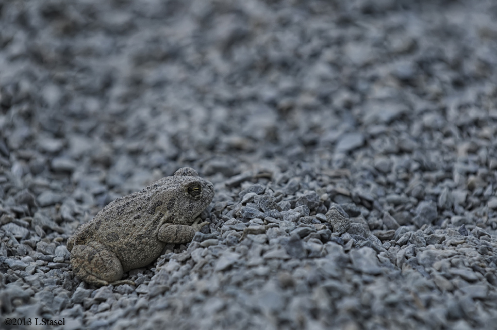 Camo Toad by lstasel