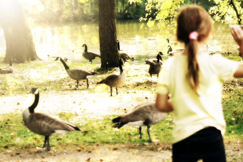feeding the geese by edie