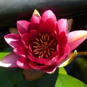 5th Sep 2013 - Waterlily