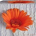 Flower Box by carolmw