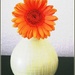 Flower And Vase by carolmw