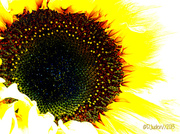 20th Sep 2013 - Sunflowers - The Symbol of a World Free of Nuclear Weapons.