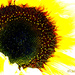 Sunflowers - The Symbol of a World Free of Nuclear Weapons. by darrenboyj