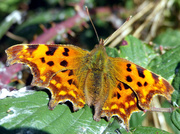 18th Sep 2013 - comma butterfly