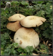 12th Sep 2013 - Signs of Autumn --Fungi