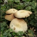 Signs of Autumn --Fungi by beryl