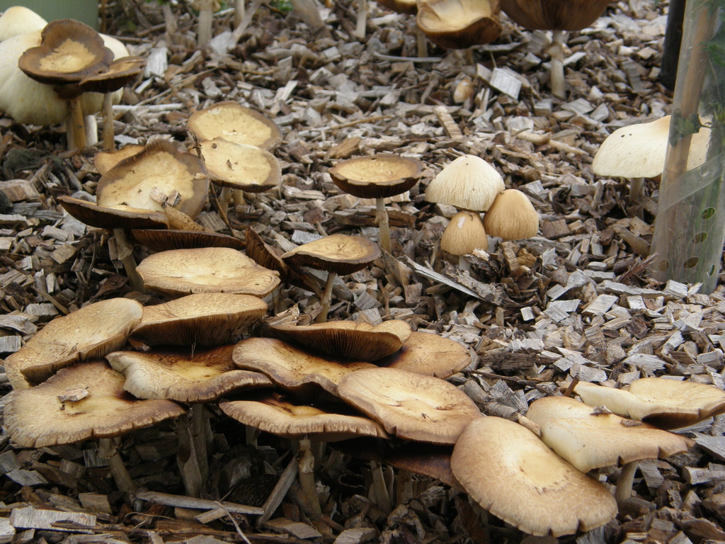 Autumn --Fungi 2 by beryl