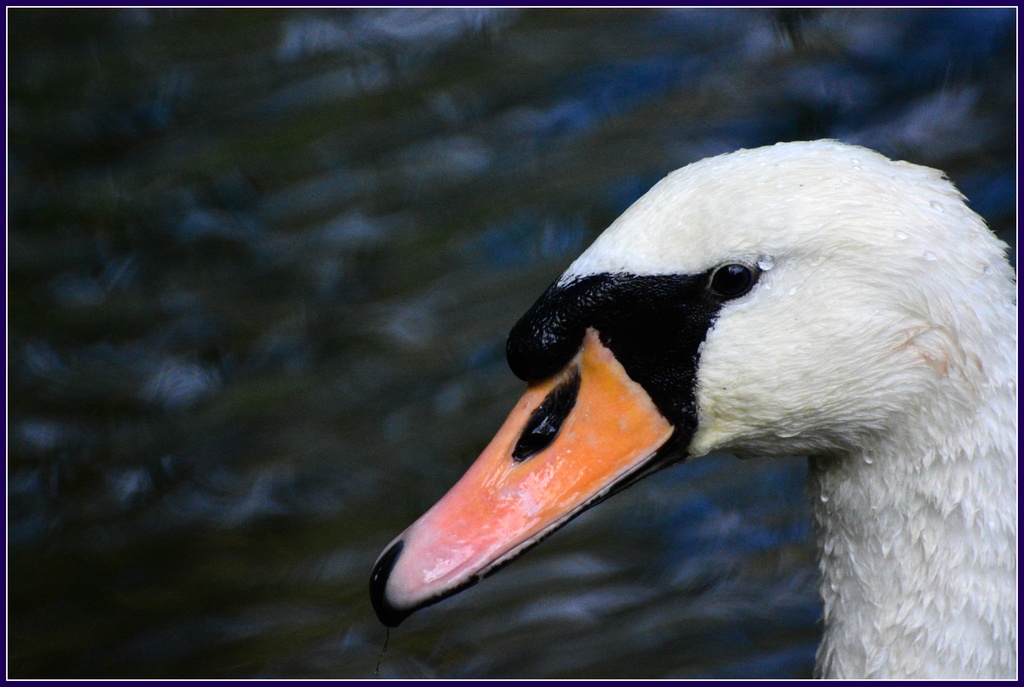Swan on the River Great Ouse by rosiekind