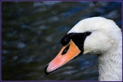 20th Sep 2013 - Swan on the River Great Ouse