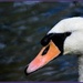 Swan on the River Great Ouse by rosiekind