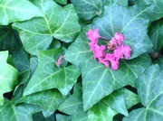 20th Sep 2013 - Ivy and crape myrtle blossoms