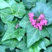Ivy and crape myrtle blossoms by congaree