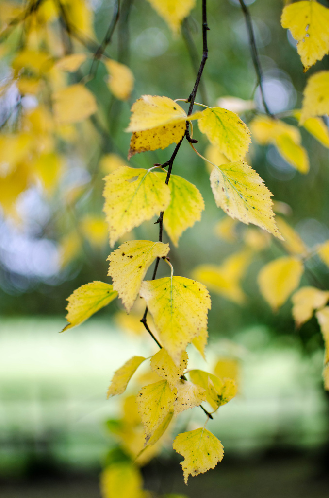 Birch leaves - 20-9 by barrowlane