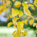 Birch leaves - 20-9 by barrowlane