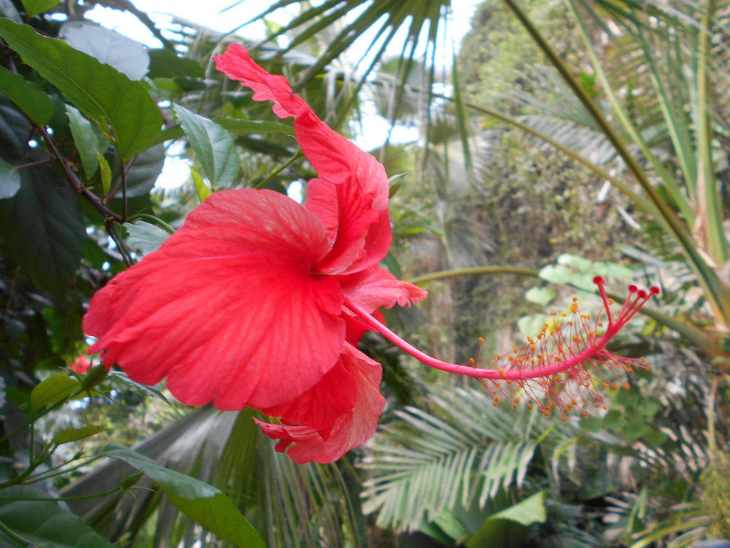 Hibiscus flowering in the rain forest.... by snowy