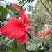 Hibiscus flowering in the rain forest.... by snowy