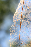 20th Sep 2013 - Nature's Lace