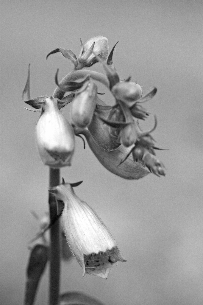 Foxgloves in Black and White by mzzhope