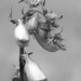 Foxgloves in Black and White by mzzhope