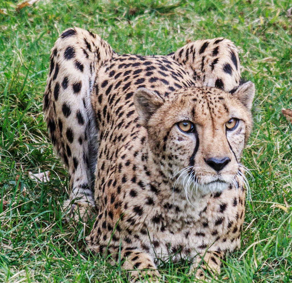 Cheetah by cdonohoue