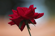 20th Sep 2013 - Bloomin' Rose