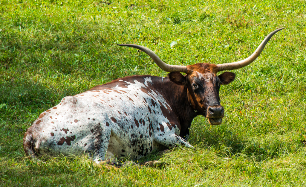 Longhorn Steer by kathyladley