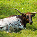 Longhorn Steer by kathyladley