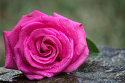 20th Sep 2013 - A Pink Rose