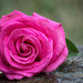 A Pink Rose by rayas