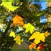 Autumn Leaves by olivetreeann