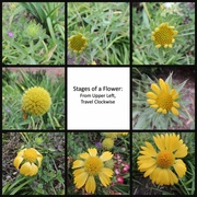 21st Sep 2013 - Stages of a Flower