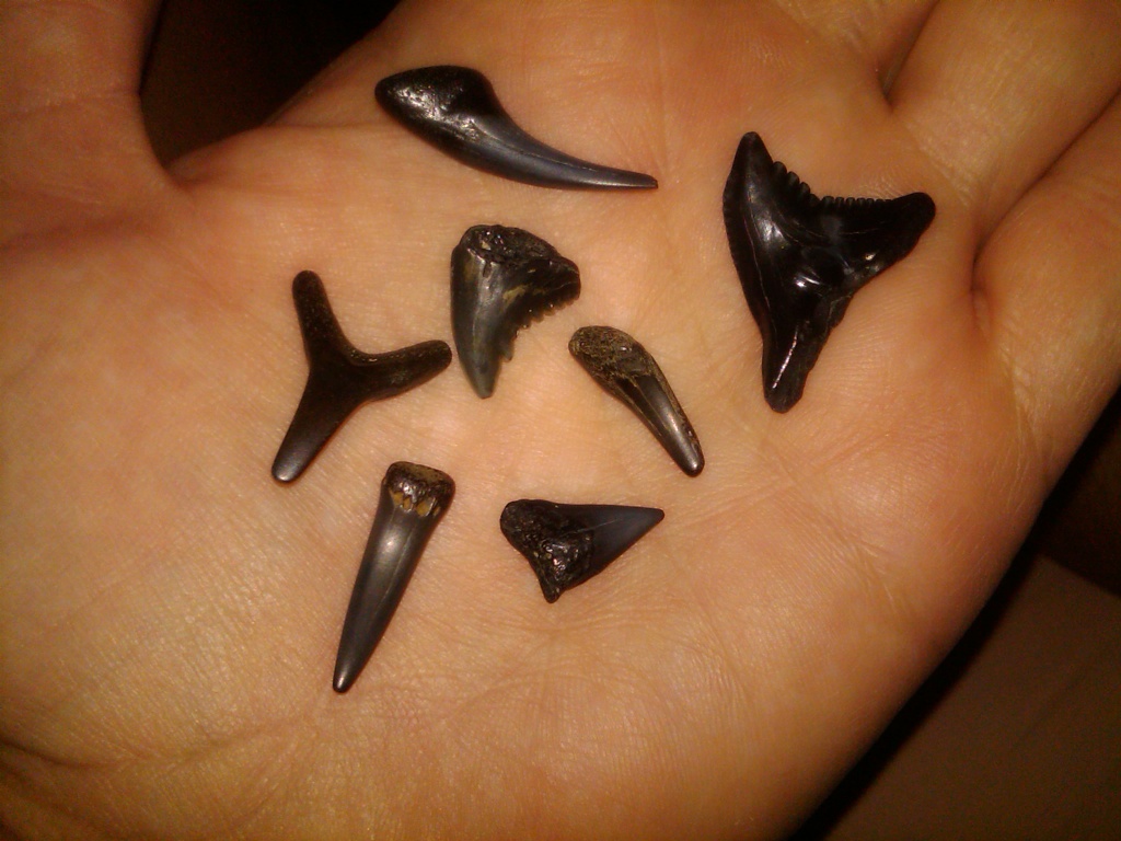 Shark's Teeth from Topsail by graceratliff