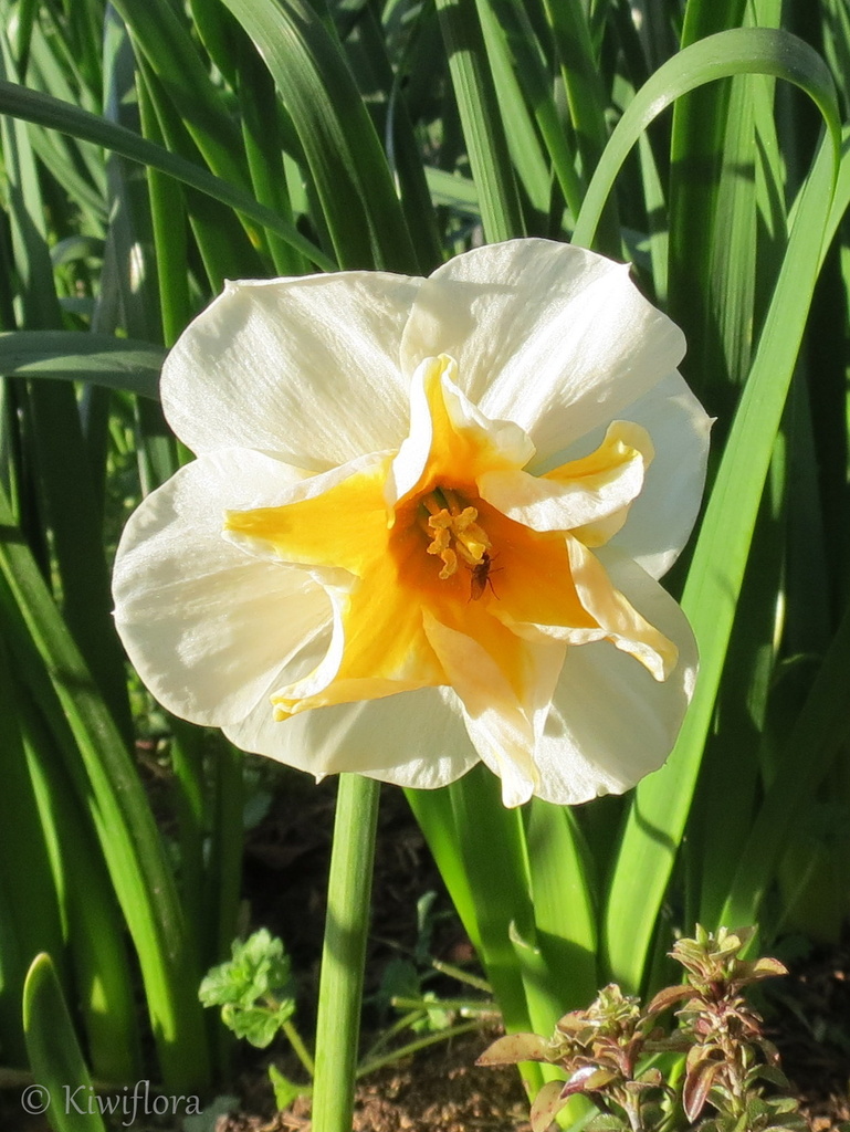 Cream and gold frilly daffodil by kiwiflora
