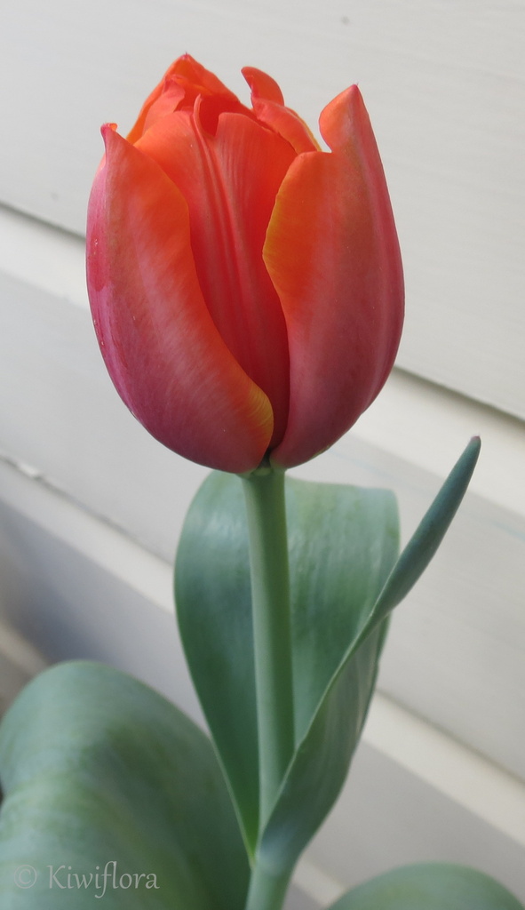 Tulip 'World's Favourite' by kiwiflora