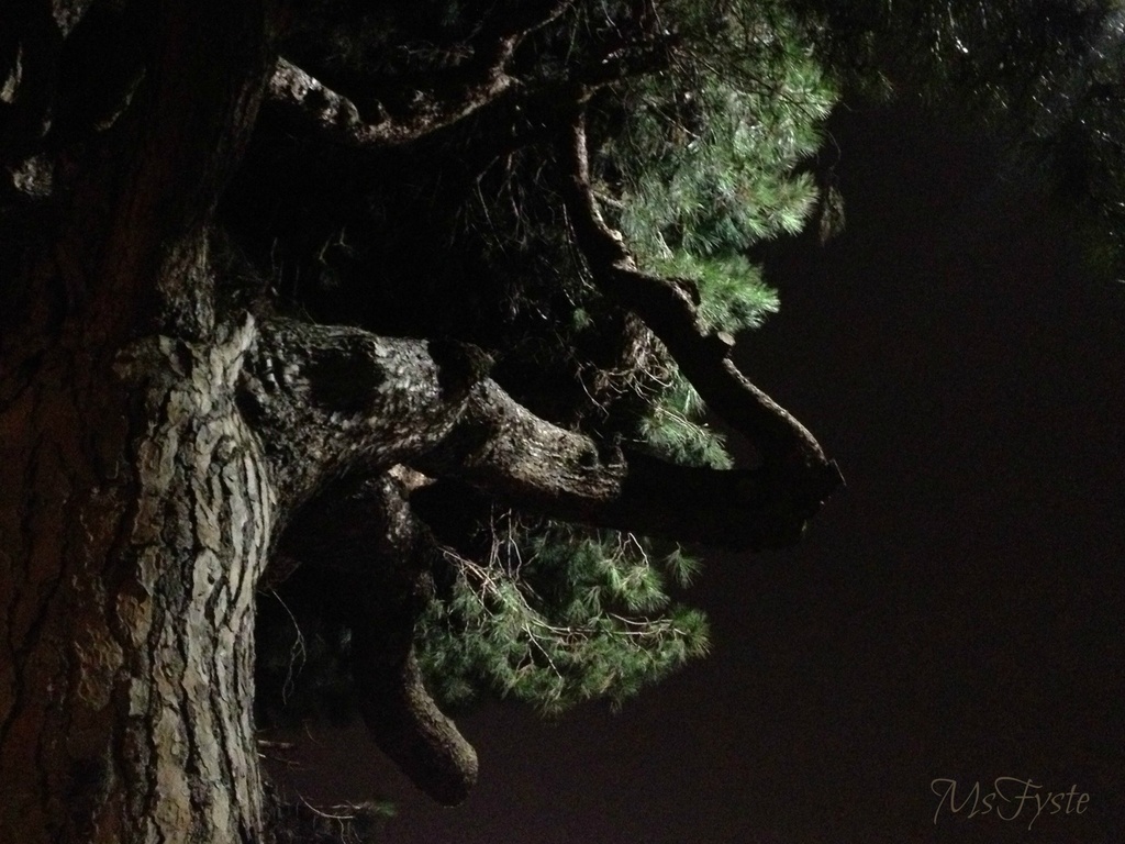 Night Tree by msfyste