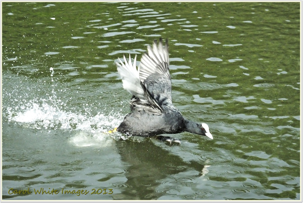 Bad-tempered Coot by carolmw