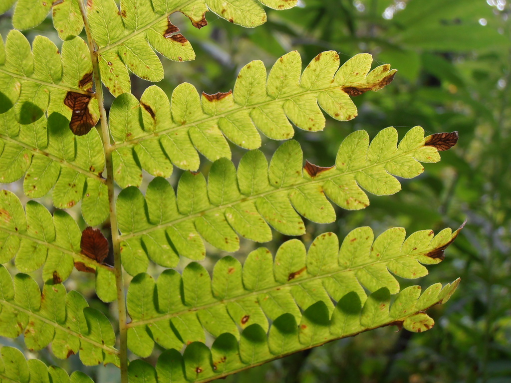 Fern by julie