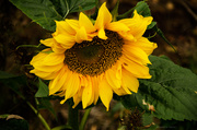 21st Sep 2013 - Sunflower