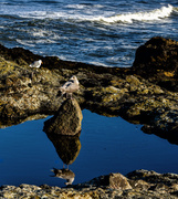 21st Sep 2013 - Sea Gull Reflected 