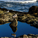 Sea Gull Reflected  by jgpittenger