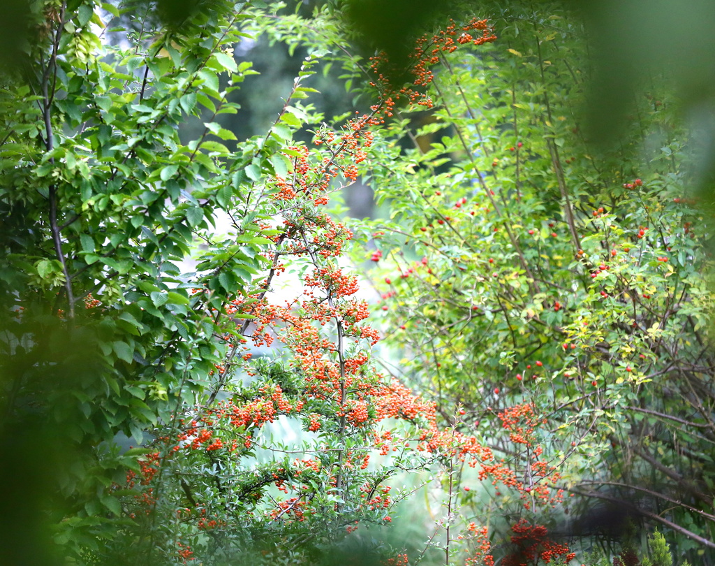 Orange berries through a natural frame by padlock