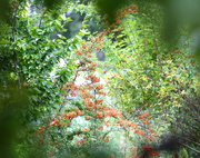 21st Sep 2013 - Orange berries through a natural frame