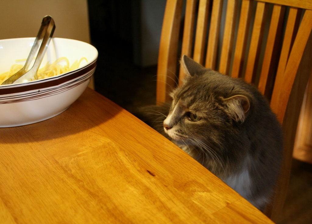 That spaghetti smells good by mittens