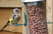 21st Sep 2013 - A bird!  Think it's a goldfinch.