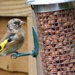 A bird!  Think it's a goldfinch. by quietpurplehaze