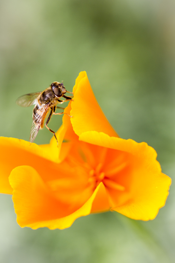 california poppy and hover fly by jantan