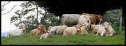 20th Sep 2013 - The Cows Came Home